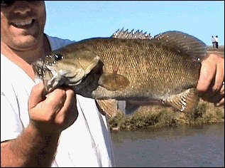 A Big Yakima River Small Mouth Bass!!!