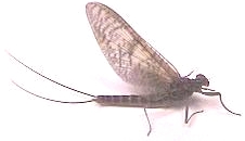 Rhithrogena March Brown Mayflies 