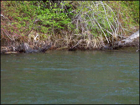 Yakima Caddis Hatch