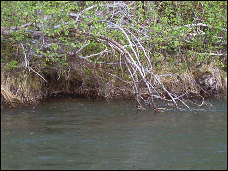 Yakima Caddis Hatch