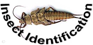 Yakima River Insect Identification