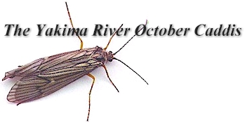 The Yakima River October Caddis