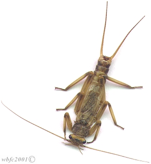 The Male Short Wing Stone....The Yakima Rivers Summer Stone Fly