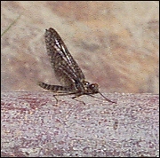 The Yakima River March Brown