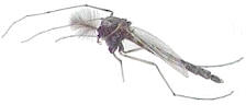 Adult Midge