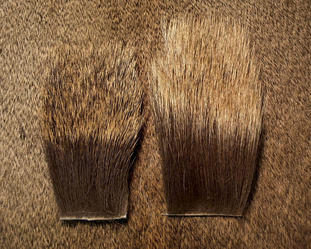 Nature's Spirit Elk Backstrap-Cow & Bull