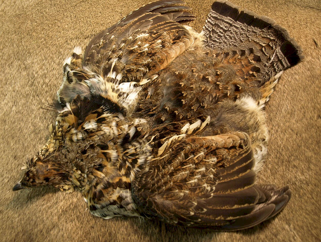 Nature's Spirit Ruff Grouse Skin