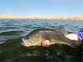 Sand Lakes Largemouth Bass