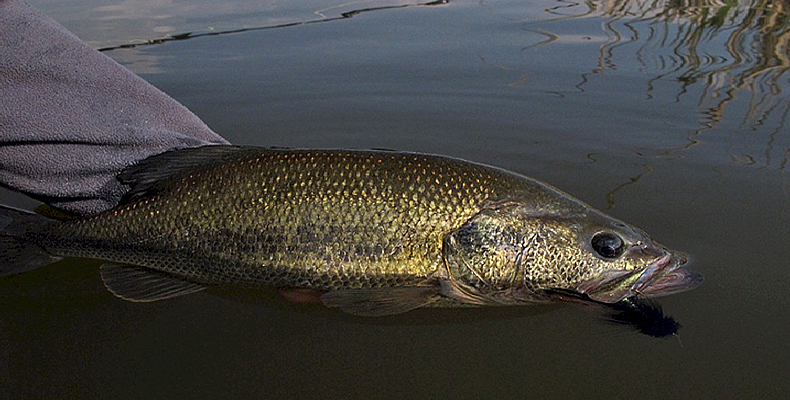 Columbia Desert Unit Largemouth Fly Fishing