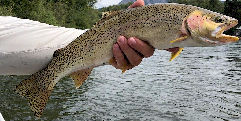 Yakima River Fly Fishing With WBFC