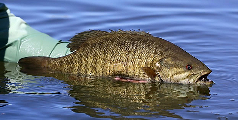 Yakima River Smallmouth Bass Fly Fishing
