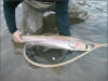 Methow River Steelhead