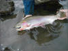 Methow River Cutthroat