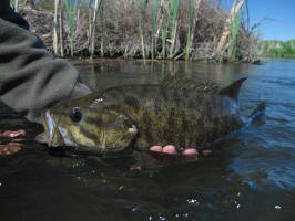 Yakima River Smallmouth Bass