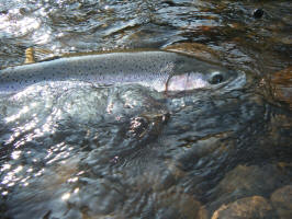Klickitat River Wild Steelhead