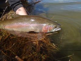 Desert Basin Stillwater Rainbow