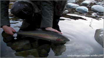Methow River Steelhead