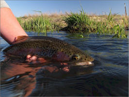 Basin Rainbow-Rocky Ford