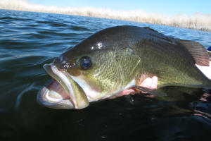 Sand Lakes Largemouth