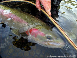 Wentachee River Wild Steelhead