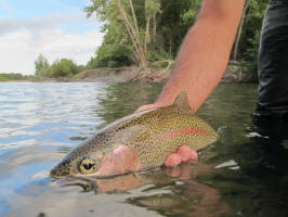 Yakima River Rainbow
