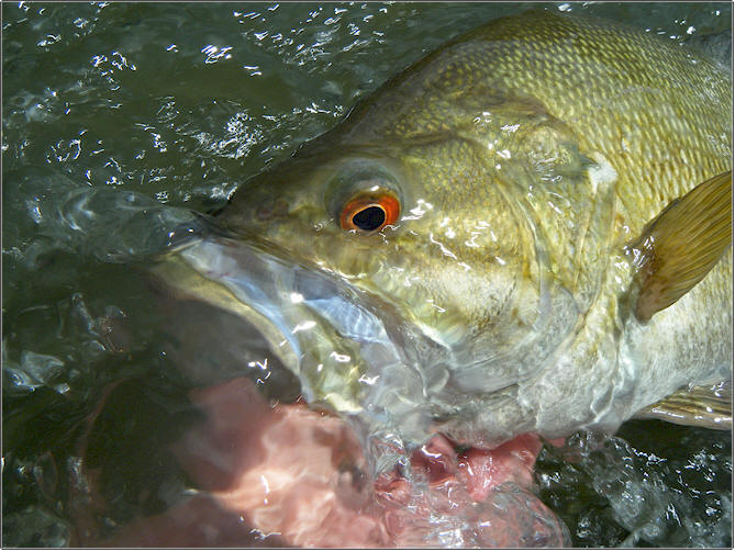 Yakima River Smallmouth