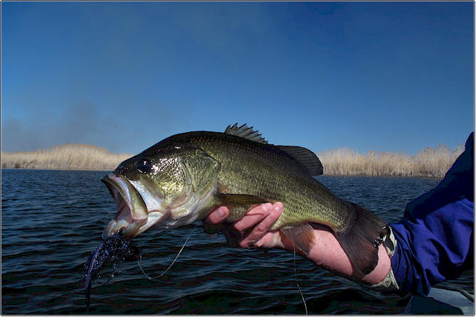 Sand Lakes Largemouth Bass