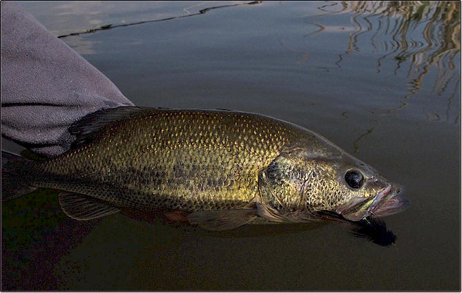 Sand Lakes Largemouth