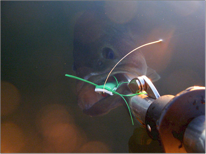 Sand Lakes Largemouth