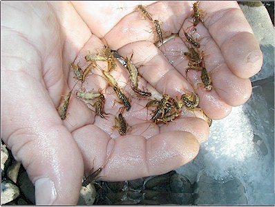 Yakima River Skwalla Nymph Migration