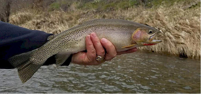 Yakima River Westslope Cutthroat