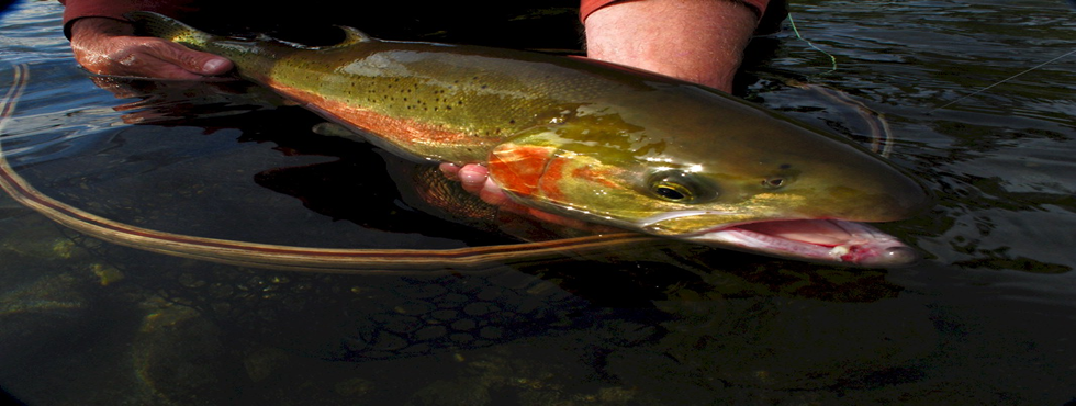 Wenatchee River Wild Steelhead