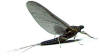 Yakima River Blue Wing Olive