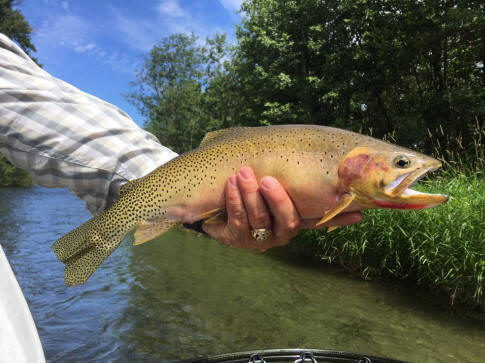 Worley Bugger Fly Co. A Professional Flyfishing Washington State-Yakima  River Guide Service