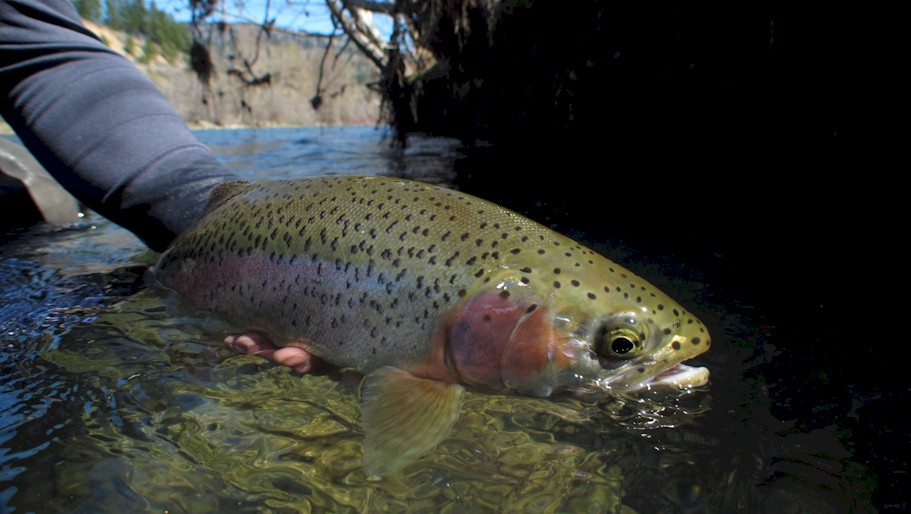 Yakima River Rainbow