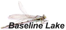 Baseline Lake.....Big Bows and Browns On The Fly!