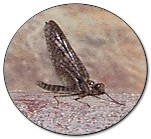 The Yakima River March Brown