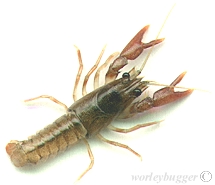 The Yakima River Cray Fish.....Don't Ignore This One...The Trout Eatem'!