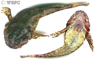 The Yakima River Sculpin-A Top & Bottom View