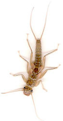 Yakima River Skwalla Nymph