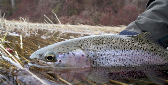 Yakima River Spring Rainbow-Skwalla Fishing