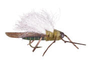 Winged True Skwalla
