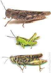 Yakima River Hoppers