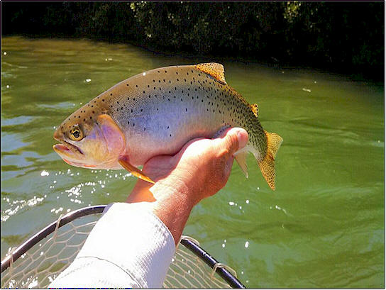 Yakima River Cutthroat